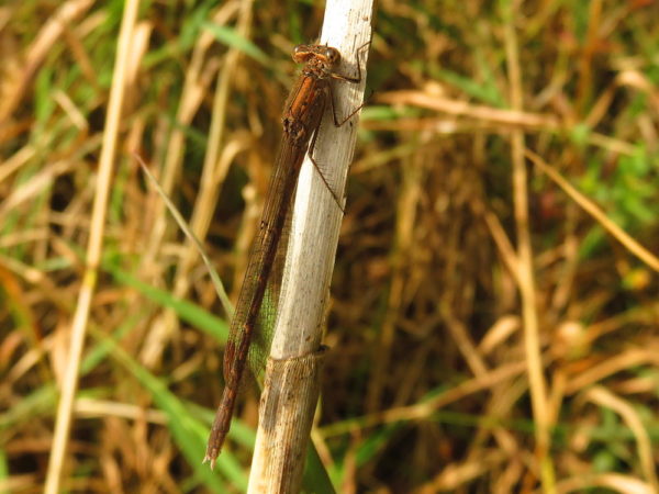 Noordse winterjuffer (Sympecma paedisca) vrouwtje
