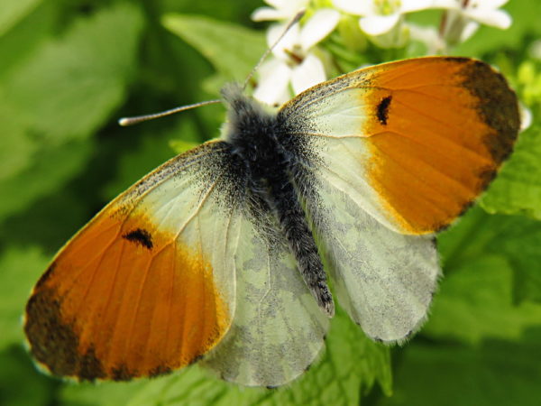 Oranjetipje (Anthocharis cardamines) mannetje