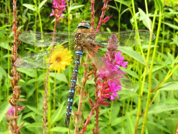 Paardenbijter (Aeshna mixta) mannetje