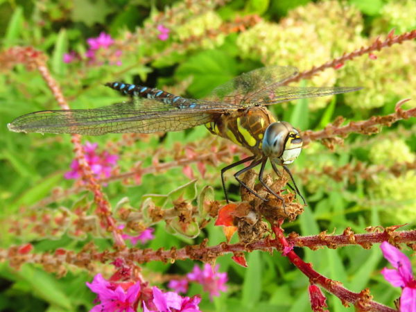 Paardenbijter (Aeshna mixta) mannetje