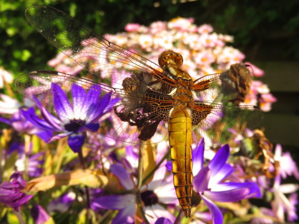 Platbuik (Libellula depressa) jong mannetje