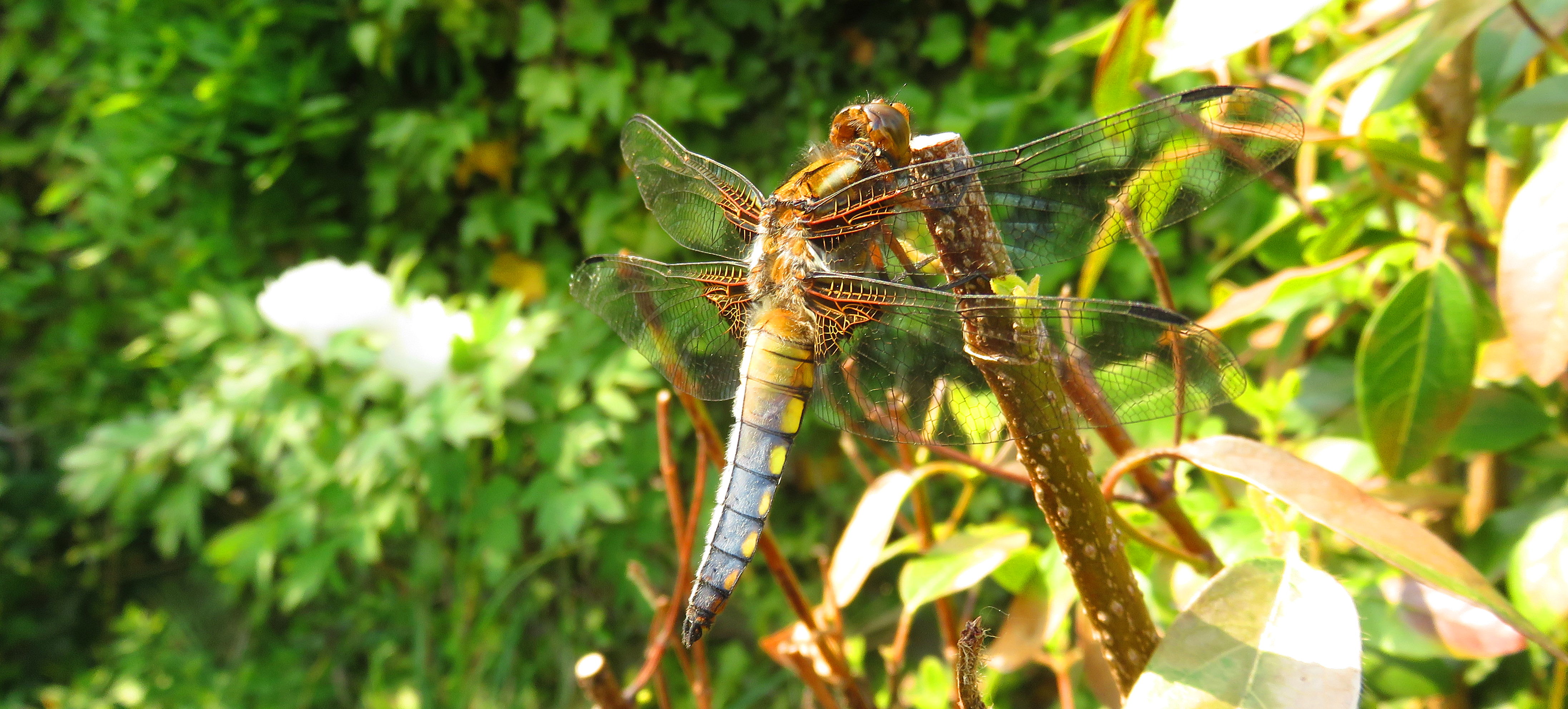 Platbuik in de tuin