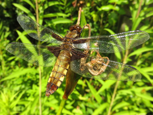 Platbuik (Libellula depressa) vrouwtje