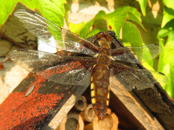 Platbuik(Libellula depressa) vrouwtje