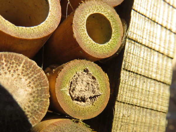Rosse metselbij (Osmia bicornis) nest in insectenhotel