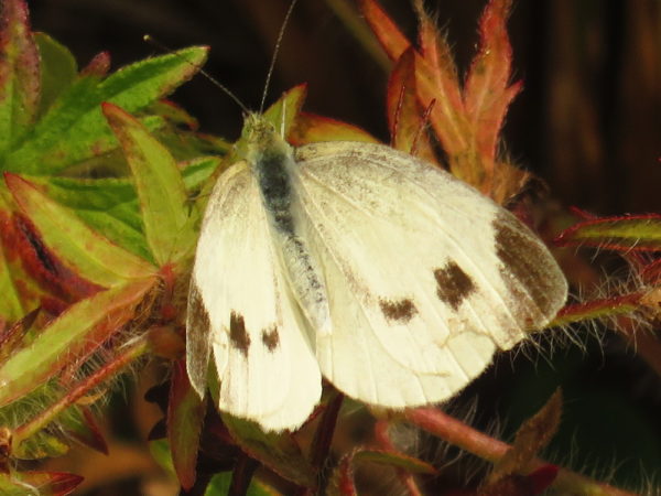 Scheefbloemwitje (Pieris mannii)