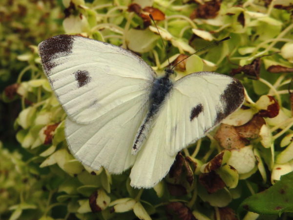 Scheefbloemwitje (Pieris mannii) mannetje