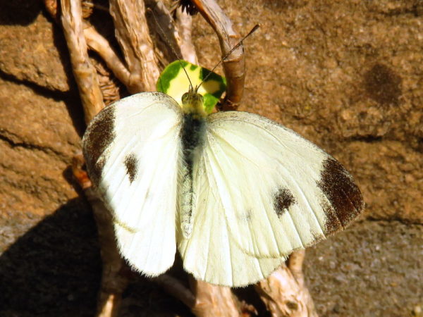 Scheefbloemwitje (Pieris mannii) mannetje