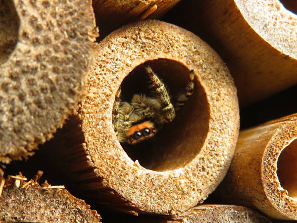 Schorsmarpissa spin in bijenhotel