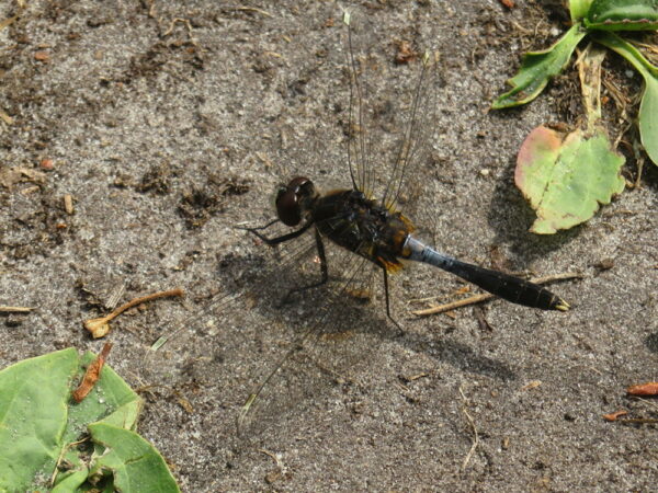 Sierlijke witsnuitlibel (Leucorrhinia caudalis) mannetje