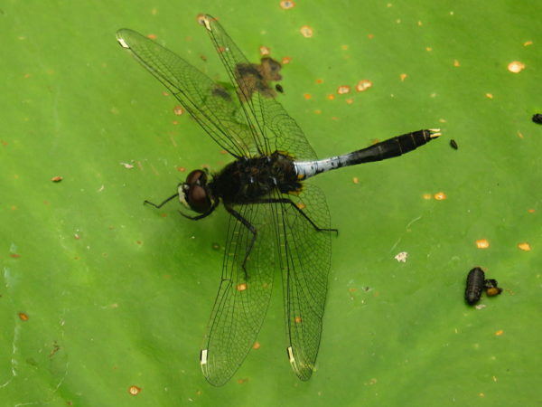 Sierlijke witsnuitlibel (Leucorrhinia caudalis) mannetje