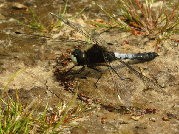 Sierlijke witsnuitlibel (Leucorrhinia caudalis) mannetje