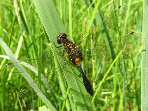 Sierlijke witsnuitlibel mannetje (Leucorrhinia caudalis)