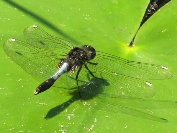 Sierlijke witsnuitlibel mannetje (Leucorrhinia caudalis)