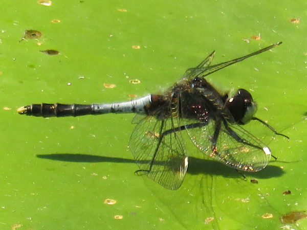 Sierlijke witsnuitlibel mannetje (Leucorrhinia caudalis)