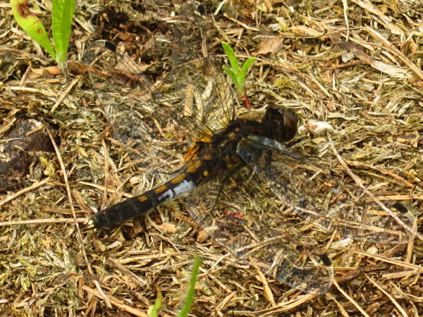 Sierlijke witsnuitlibel (Leucorrhinia caudalis) vrouwtje