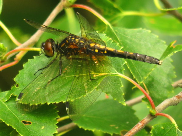 Sierlijke witsnuitlibel (Leucorrhinia caudalis) vrouwtje