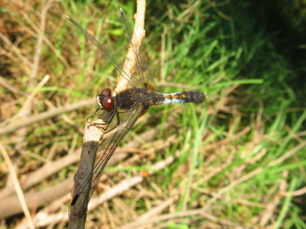 Sierlijke witsnuitlibel vrouwtje (Leucorrhinia caudalis)
