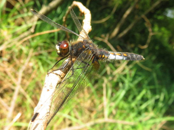 Sierlijke witsnuitlibel vrouwtje (Leucorrhinia caudalis)