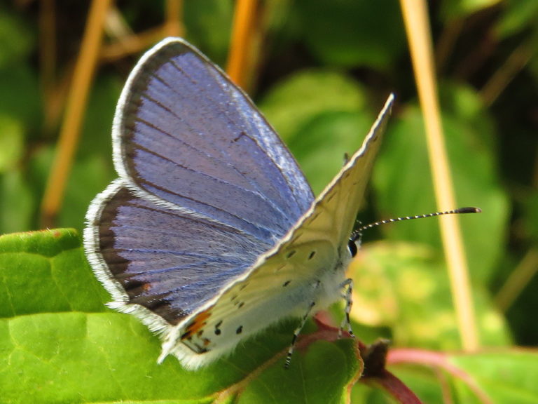 Blauwtjes | Vlinders | Natuur dichtbij