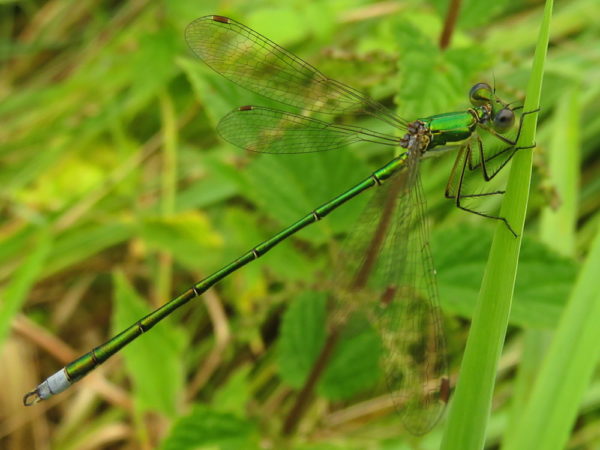 Tengere pantserjuffer (Lestes virens) mannetje