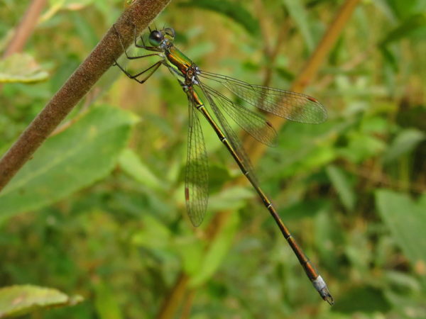 Tengere pantserjuffer (Lestes virens) mannetje