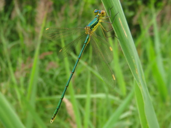 Tengere pantserjuffer (Lestes virens) mannetje
