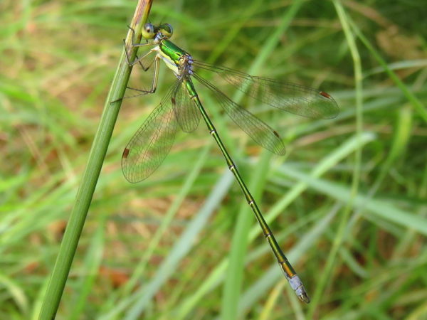 Tengere pantserjuffer (Lestes virens) mannetje
