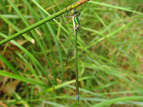 Tengere pantserjuffer (Lestes virens) mannetje