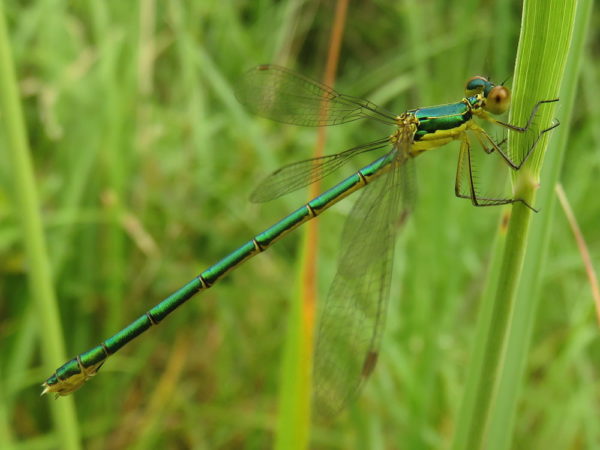 Tengere pantserjuffer (Lestes virens) vrouwtje