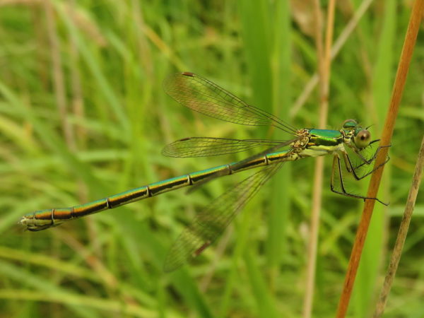Tengere pantserjuffer (Lestes virens) vrouwtje