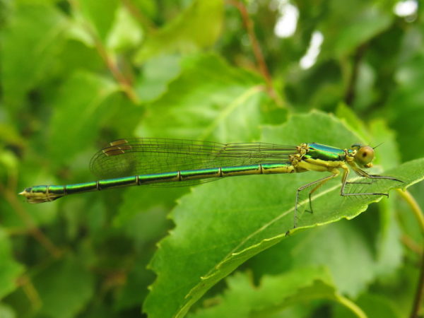 Tengere pantserjuffer (Lestes virens) vrouwtje