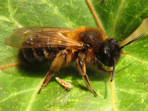 Tweekleurige zandbij vrouwtje (Andrena bicolor)