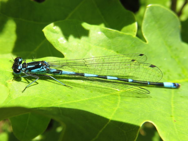 Variabele waterjuffer mannetje