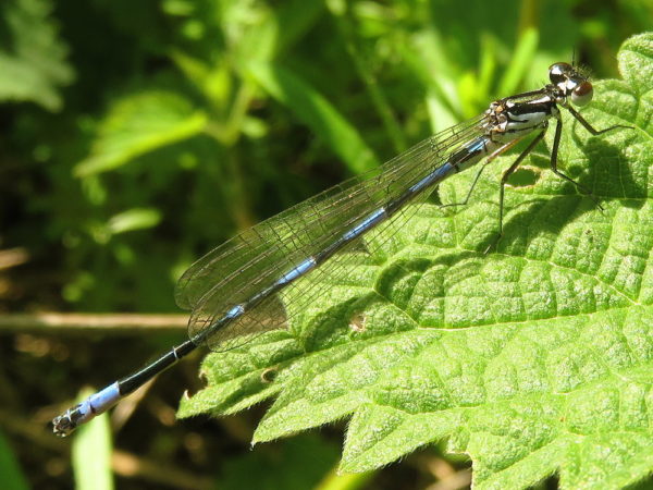 Variabele waterjuffer (Coenagrion pulchellum) mannetje