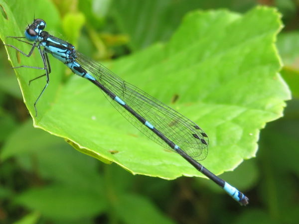 Variabele waterjuffer (Coenagrion pulchellum) mannetje