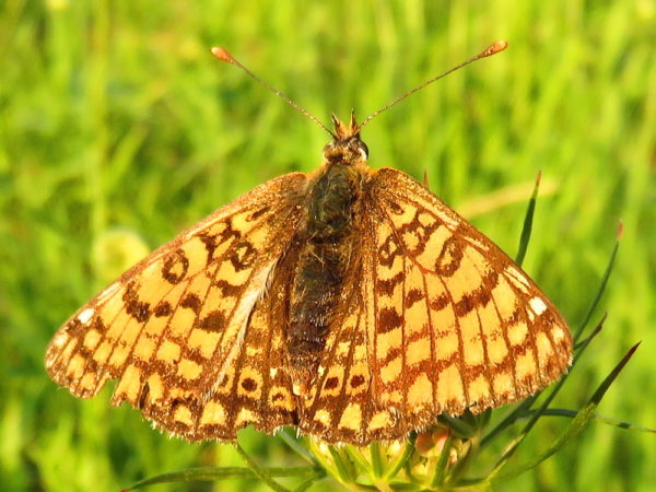 Veldparelmoervlinder (Melitaea cinxia)