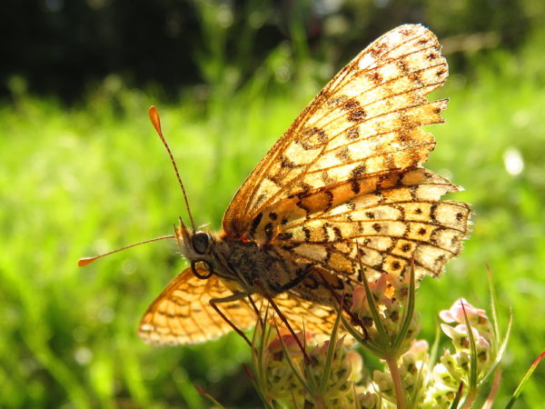 Veldparelmoervlinder (Melitaea cinxia)