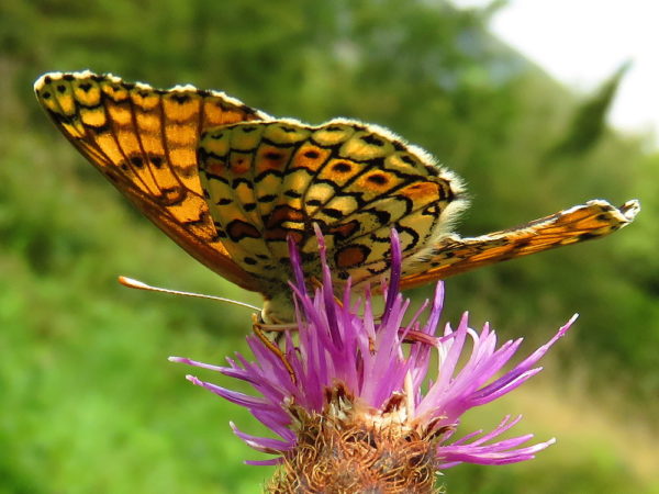 Veldparelmoervlinder (Melitaea cinxia)