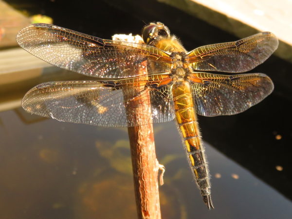 Viervlek (Libellula quadrimaculata) mannetje