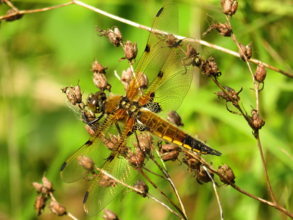 Viervlek (Libellula quadrimaculata) vrouwtje