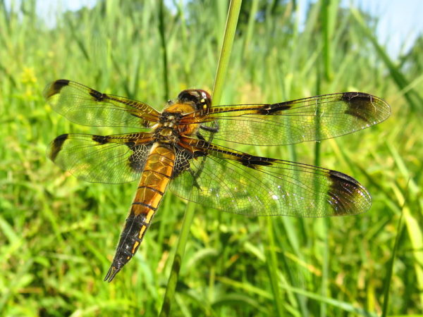 Viervlek (Libellula quadrimaculata) vrouwtje vorm praenubila