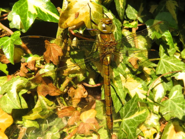 Vroege glazenmaker (Aeshna isoceles)