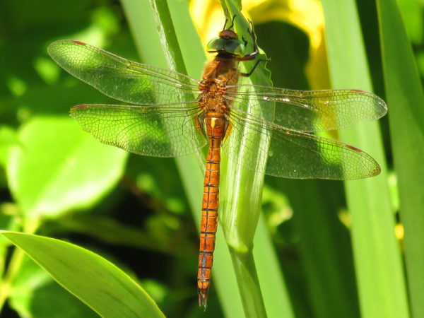 Vroege glazenmaker mannetje