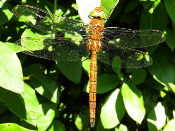 Vroege glazenmaker (Aeshna isoceles) mannetje