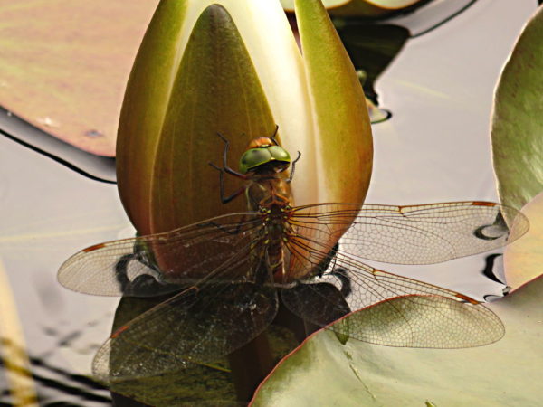 Vroege glazenmaker (Aeshna isoceles) vrouwtje