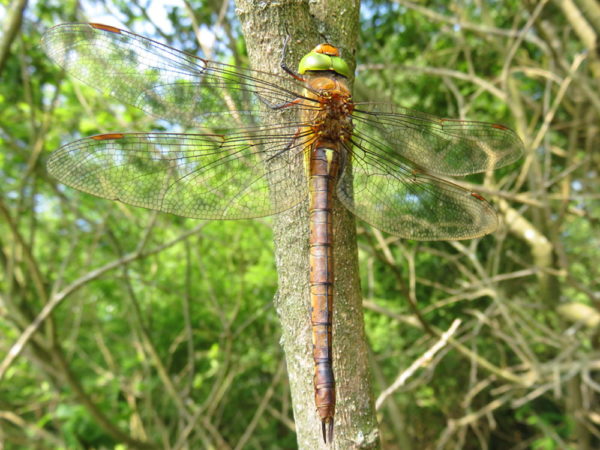 Vroege glazenmaker (Aeshna isoceles) vrouwtje