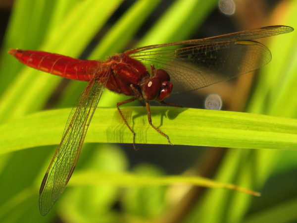 Vuurlibel (Crocothemis erythraea) mannetje