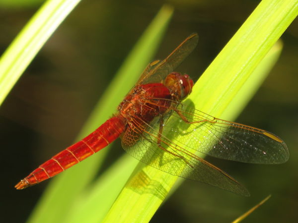 Vuurlibel (Crocothemis erythraea) mannetje
