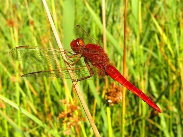Vuurlibel (Crocothemis erythraea) mannetje